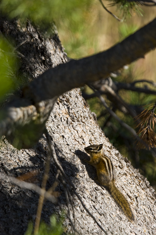 Yellow-Pine Chipmunk